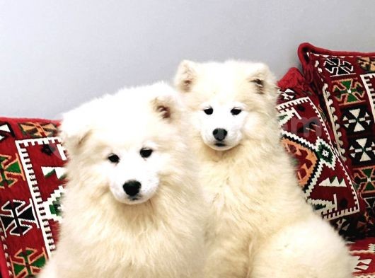 Kif-Fci Şecereli̇ Mükemmel Kali̇te Samoyed Son 1 Yavru görsel