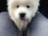 Kif-Fci Şecereli̇ Mükemmel Kali̇te Samoyed Son 1 Yavru