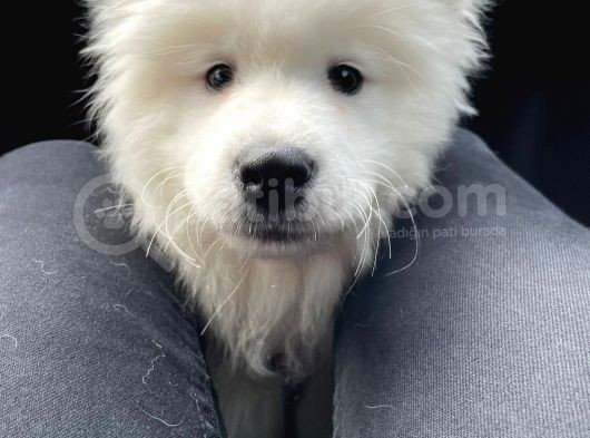Kif-Fci Şecereli̇ Mükemmel Kali̇te Samoyed Son 1 Yavru görsel