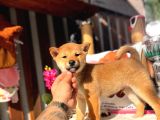 Secereli Anna Babadan Orjinal Shiba -Inu