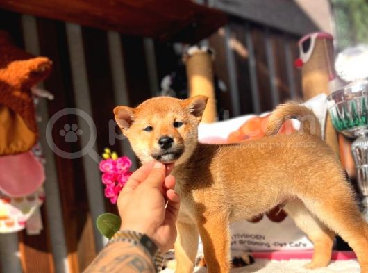 Secereli Anna Babadan Orjinal Shiba -Inu görsel