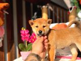 Secereli Anna Babadan Orjinal Shiba -Inu