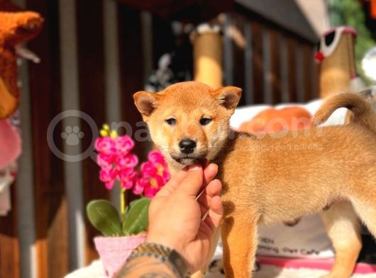 Secereli Anna babadan Orjinal Shiba -inu