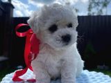 SAFKAN MALTİPOO uygun