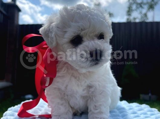 Safkan Malti̇poo Uygun