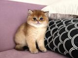 Golden British Shorthair