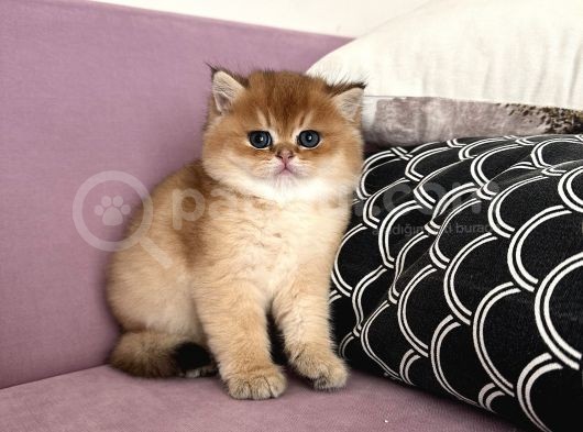 Golden British Shorthair görsel