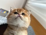 Golden British Shorthair