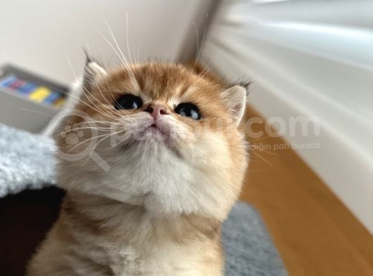 Golden British Shorthair görsel