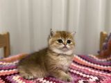 Golden British Shorthair