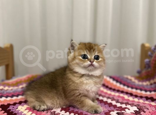 Golden British Shorthair görsel