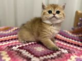 Golden British Shorthair