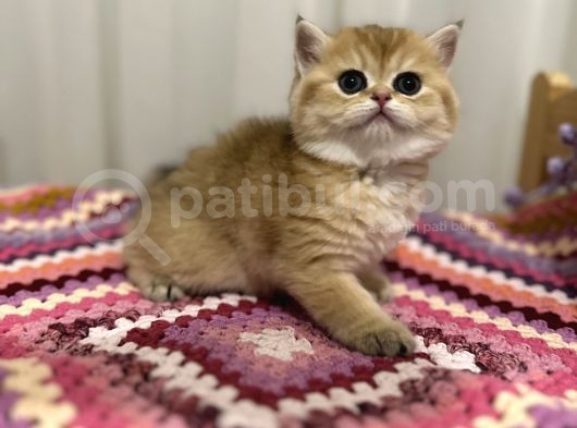 Golden British Shorthair görsel