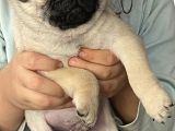 Pug Mops