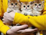 Golden British Shorthair