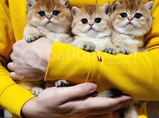 Golden British Shorthair