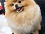 Eğitimli Pomeranian Boo