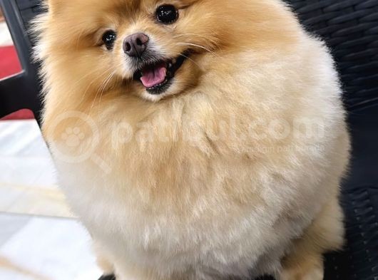 Eğitimli Pomeranian Boo