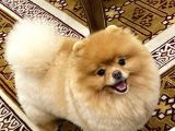Eğitimli Pomeranian Boo