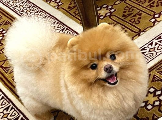 Eğitimli Pomeranian Boo görsel