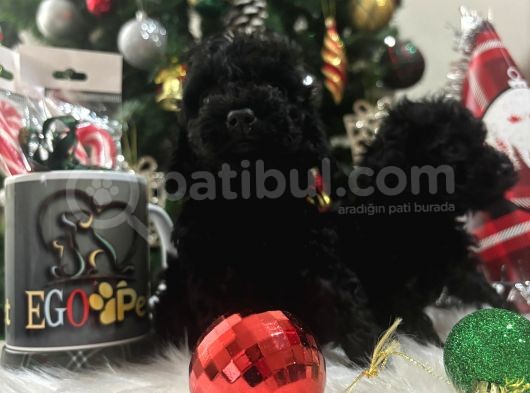 Siyah İnci Minik Çocuklar görsel