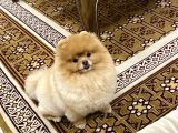 Eğitimli Pomeranian Boo