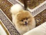 Eğitimli Pomeranian Boo