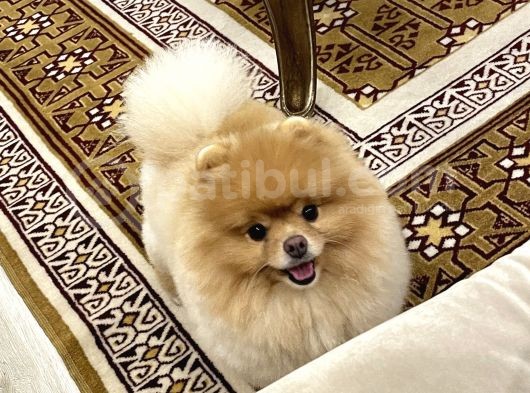 Eğitimli Pomeranian Boo görsel