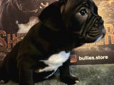 Exotic Bully dişi yavru