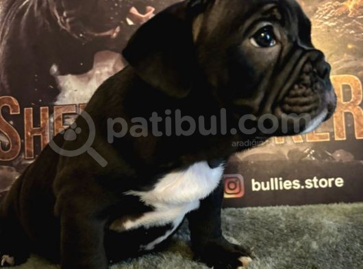 Exotic Bully Dişi Yavru