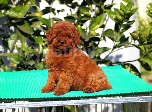 Red Brown Poodle Yavrularımız görsel