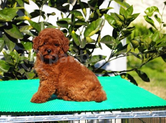 Red Brown Poodle Yavrularımız görsel