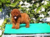 Red Brown Poodle Yavrularımız