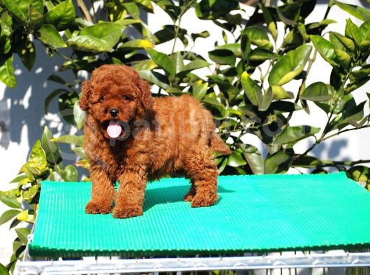 Red Brown Poodle Yavrularımız görsel