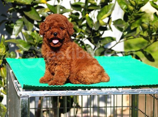 Red Brown Poodle Yavrularımız