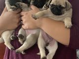 Pug Mops