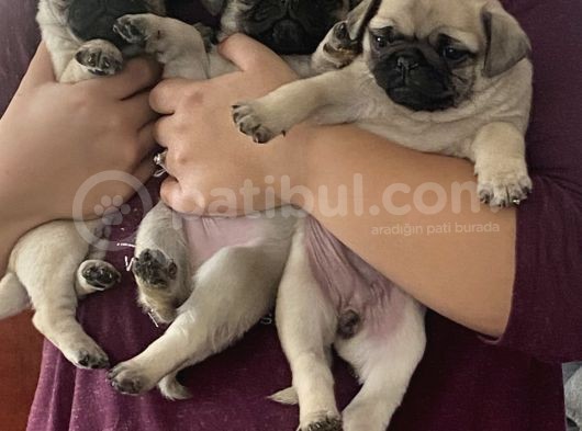 Pug Mops