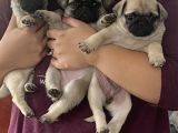 Pug Mops