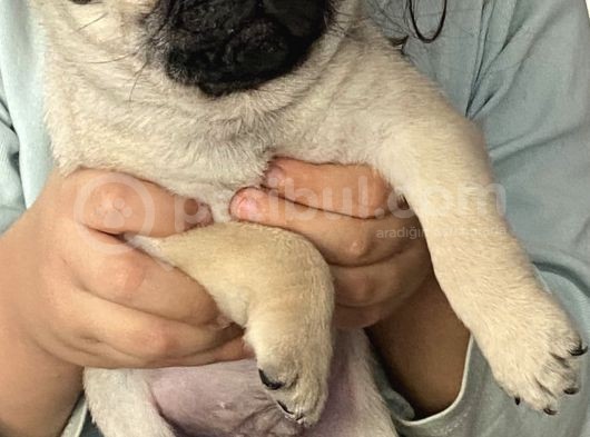 Pug Mops görsel