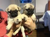 Pug Mops