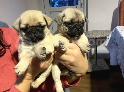Pug Mops görsel