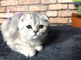 En Güzel British Shorthair Erkek Yavru