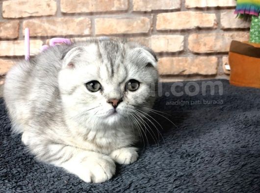 En Güzel British Shorthair Erkek Yavru görsel