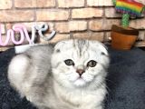 En Güzel British Shorthair Erkek Yavru