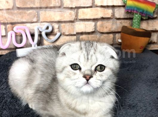 En Güzel British Shorthair Erkek Yavru görsel