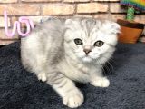 En Güzel British Shorthair Erkek Yavru