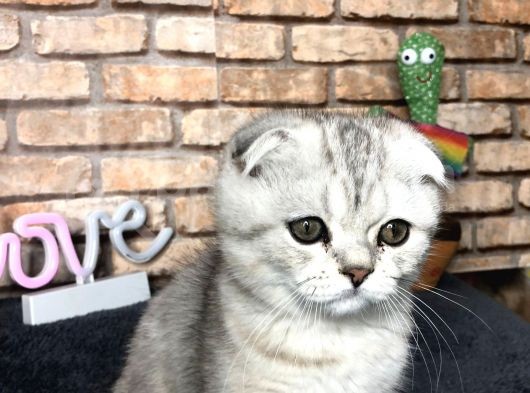 En Güzel British Shorthair Erkek Yavru görsel