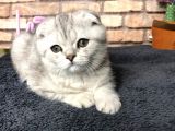 En Güzel British Shorthair Erkek Yavru