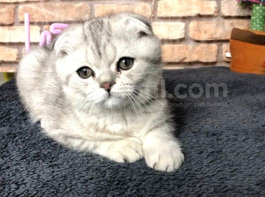 en güzel British Shorthair Erkek yavru