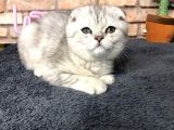 En Güzel British Shorthair Erkek Yavru